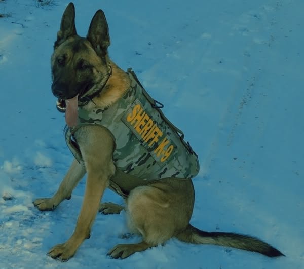 K9 Koa Gets Essential Gear: Bullet and Stab Protective Vest on the Way